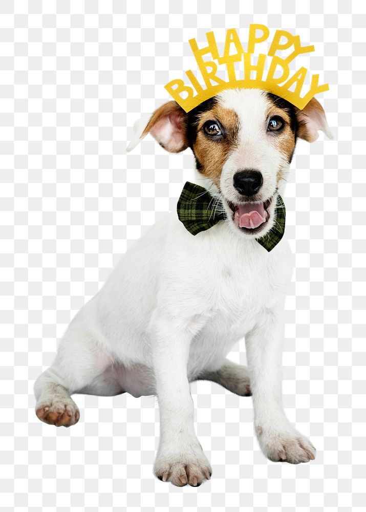 Birthday puppy png sticker, wearing party crown, cute collage element on transparent background