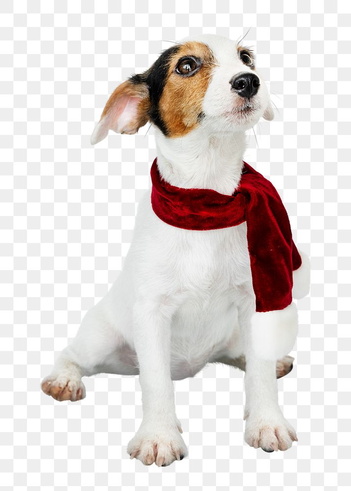 Png Christmas puppy sticker, Jack Russell Terrier collage element on transparent background
