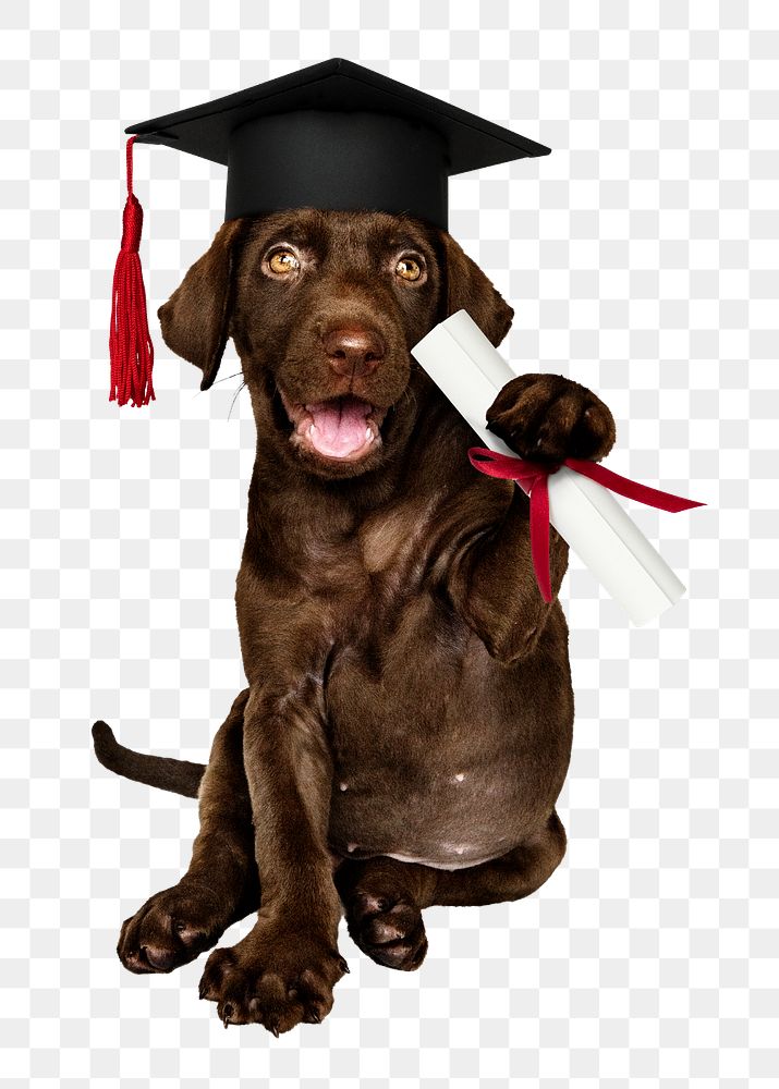 Graduation puppy png sticker, Labrador Retriever on transparent background
