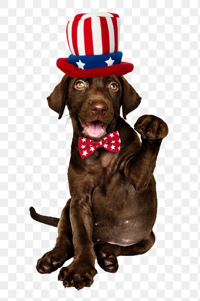 Uncle Sam puppy png sticker, Labrador Retriever on transparent background