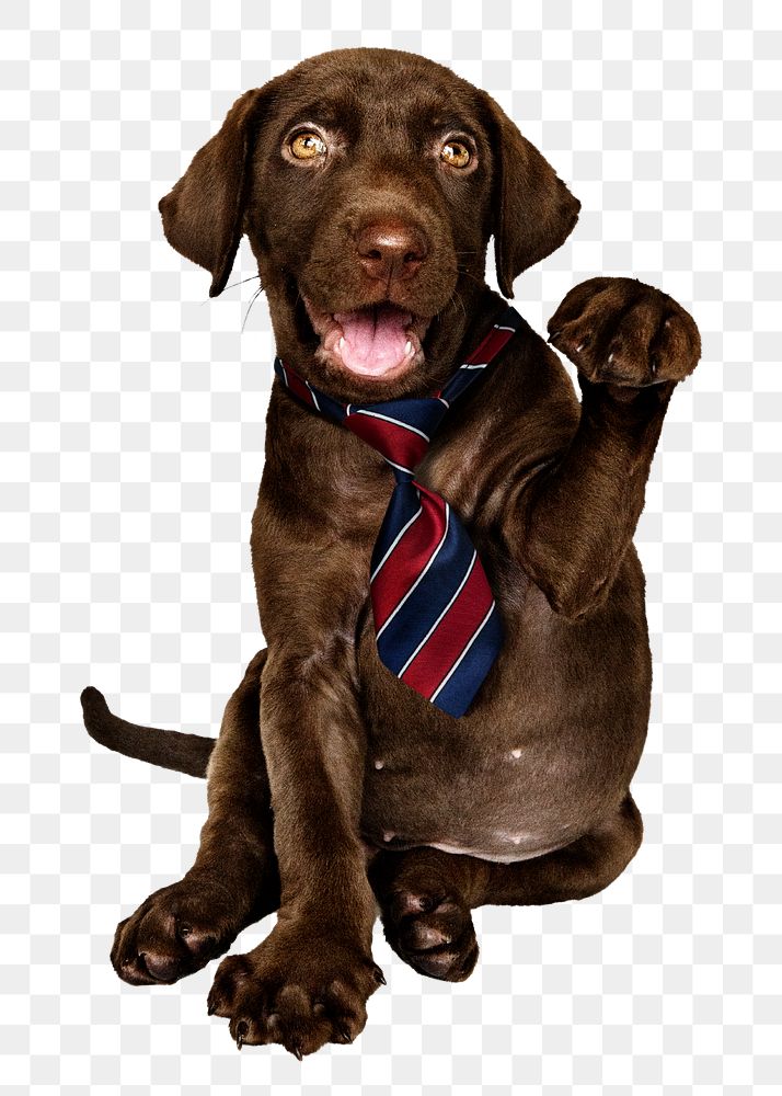 Business puppy png sticker, Labrador Retriever on transparent background