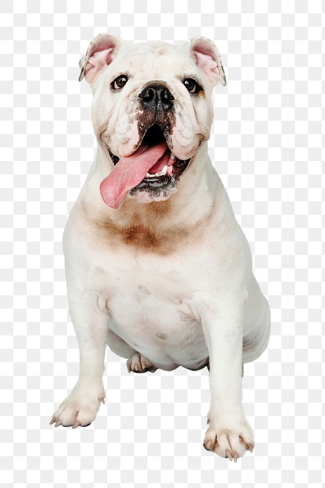 Dog png sticker, White English Bulldog pet on transparent background