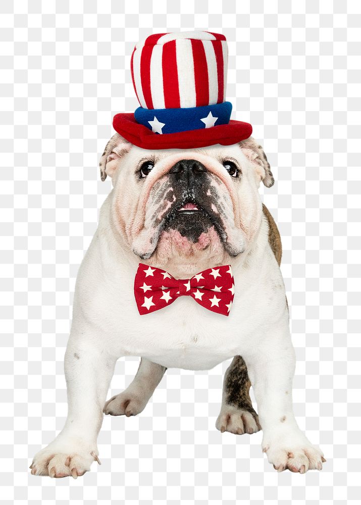 Uncle Sam dog png sticker, White English Bulldog pet on transparent background