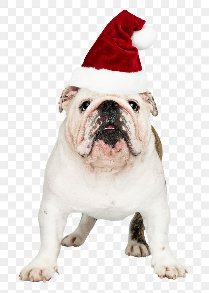 Christmas puppy png sticker, White English Bulldog pet on transparent background