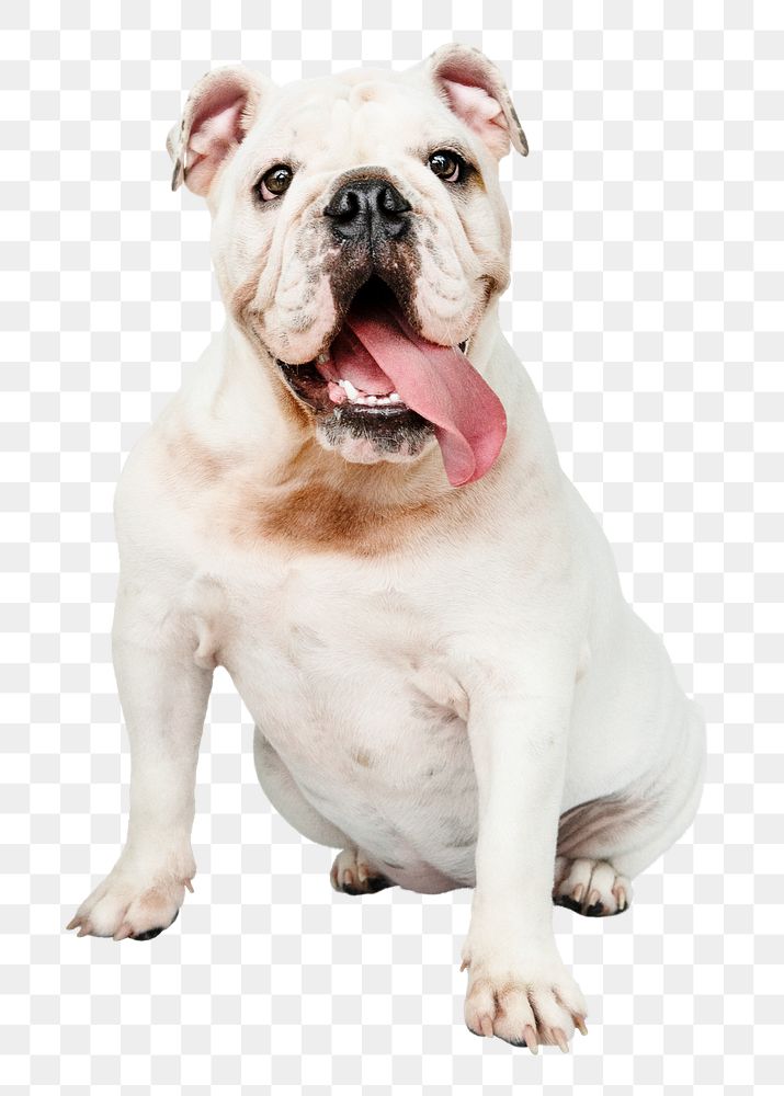 Cute dog png sticker, White English Bulldog pet on transparent background