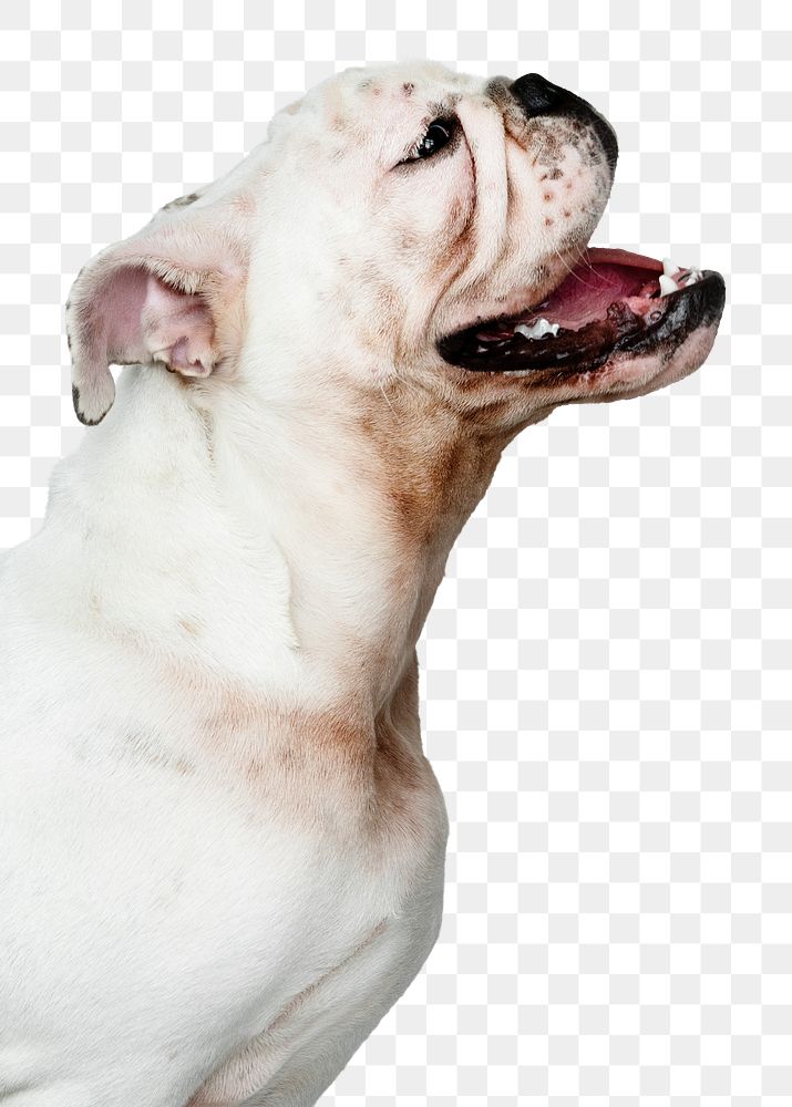Cute dog png sticker, White English Bulldog pet on transparent background