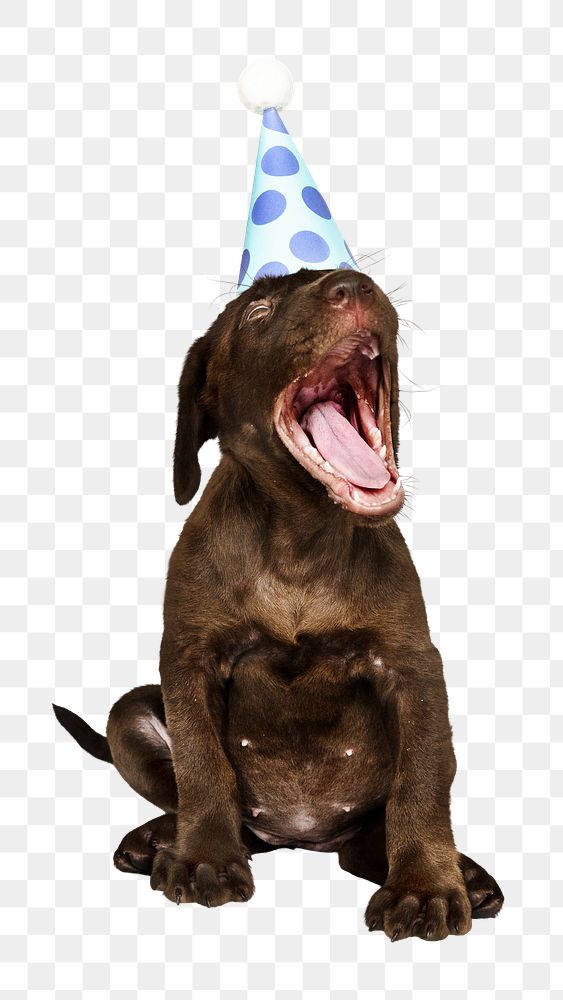 Party puppy png sticker, cute Labrador Retriever on transparent background