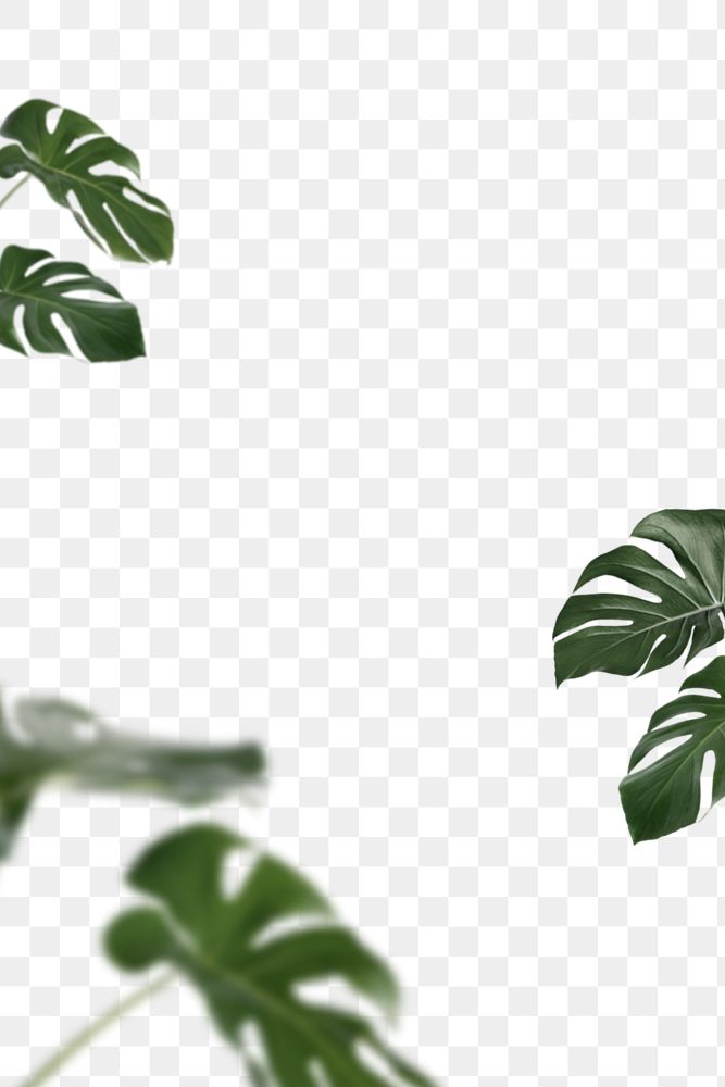 Monstera deliciosa leaves png background
