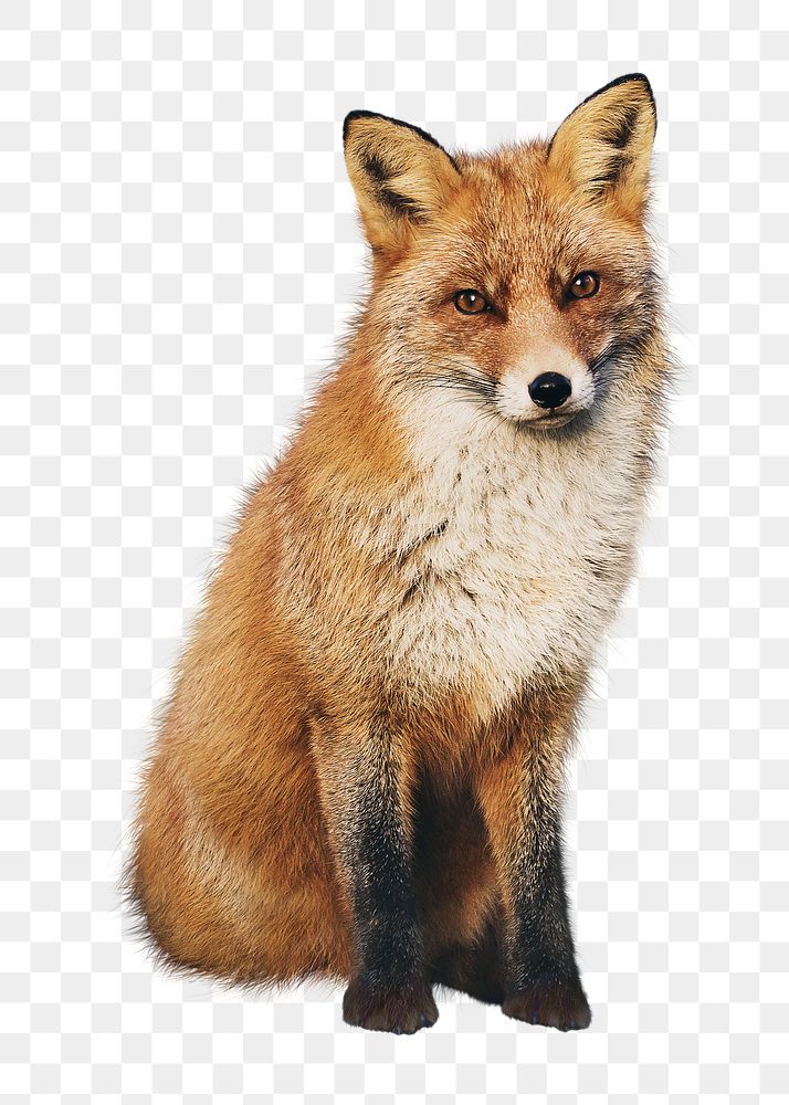 Brown fox png clipart, wildlife, transparent background