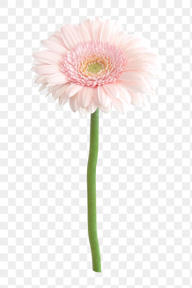 Pink flower png, gerbera daisy clipart, transparent background
