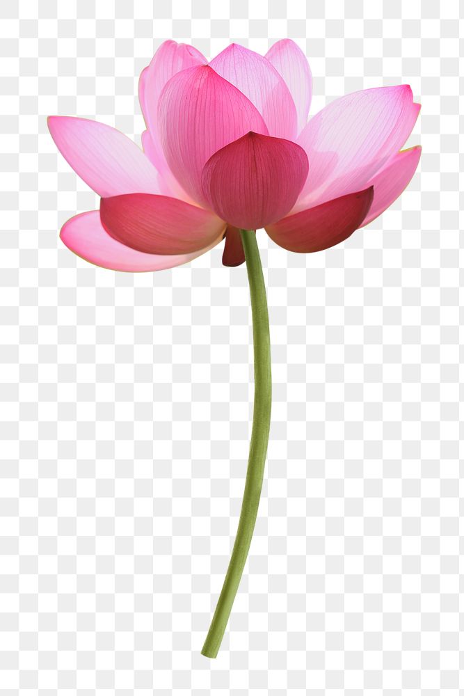 Lotus png, pink collage element, transparent background