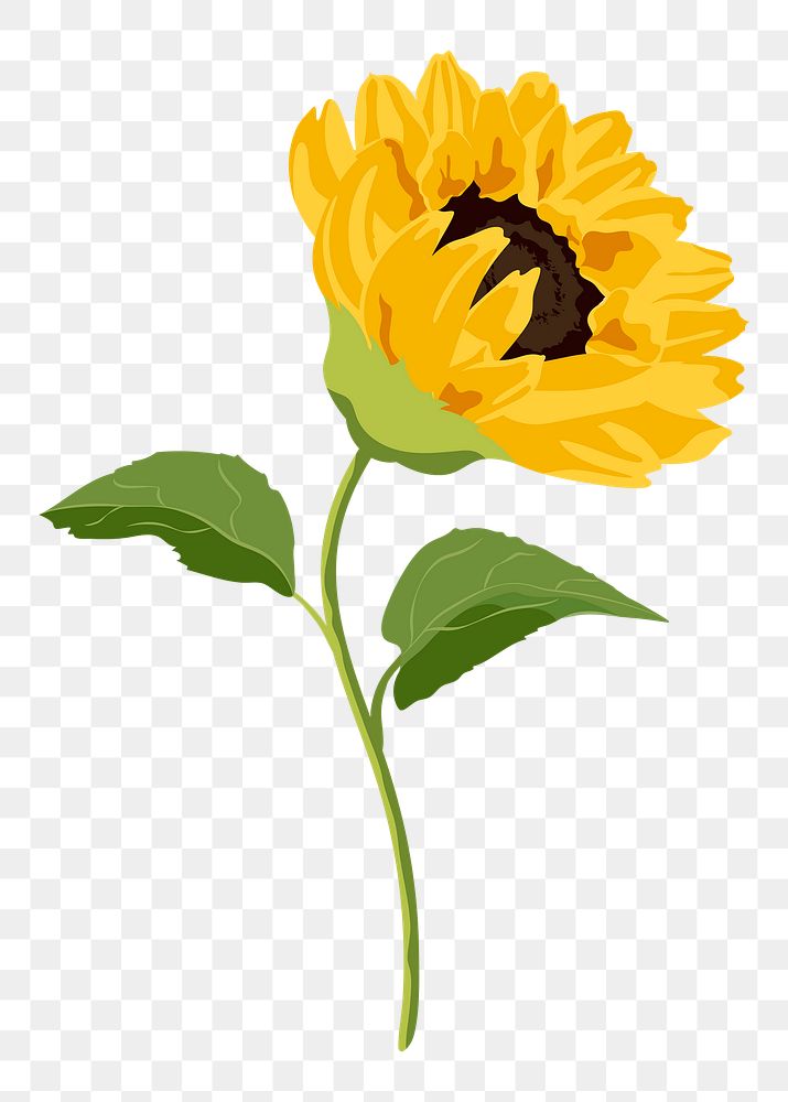 Aesthetic sunflower png sticker, yellow flower on transparent background