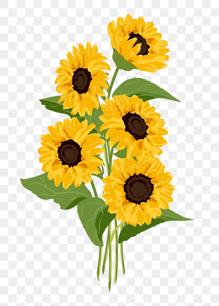 Realistic sunflower png sticker, botanical illustration on transparent background