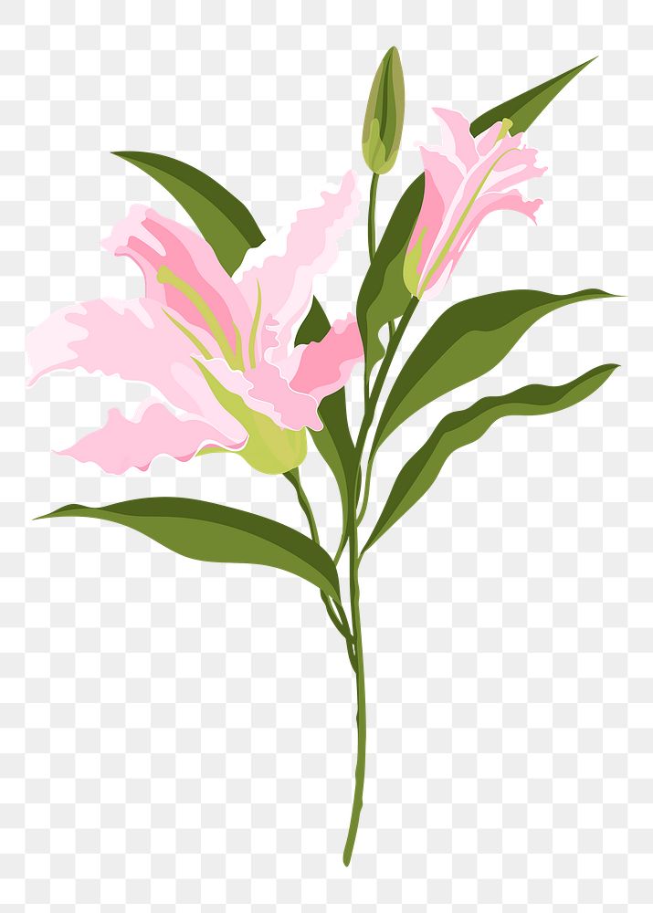 Realistic lily png flower sticker, pink botanical design on transparent background