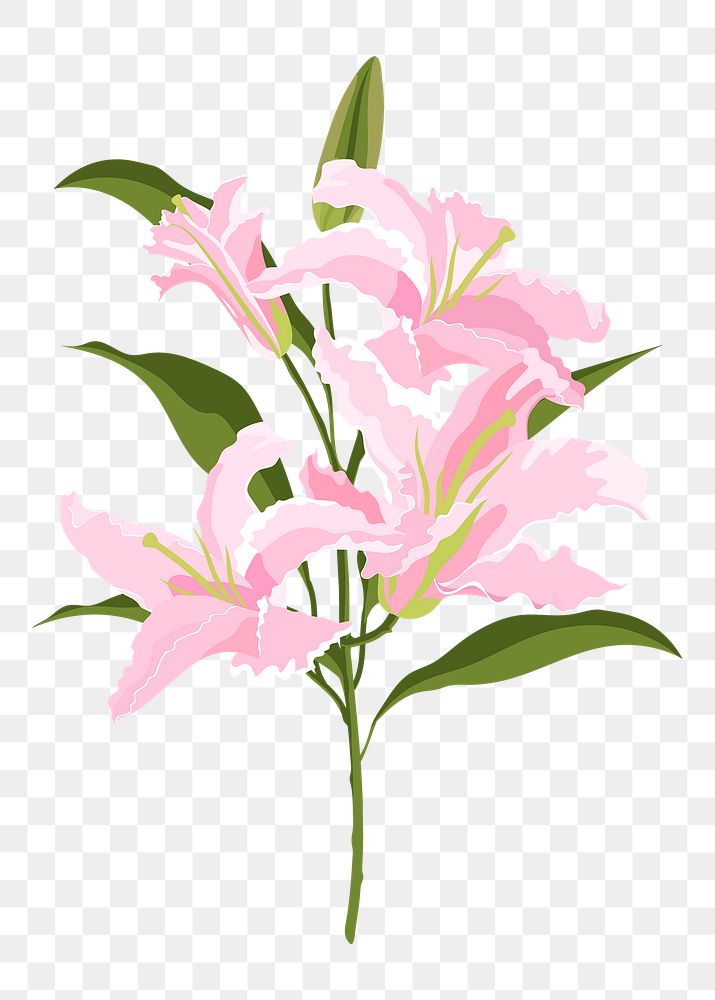 Lily flower png sticker, pink botanical, feminine illustration on transparent background