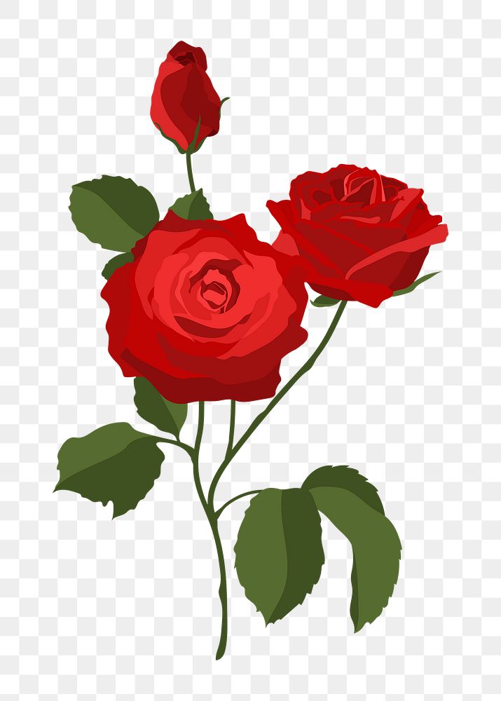 Valentine's rose png sticker, red flower illustration on transparent background