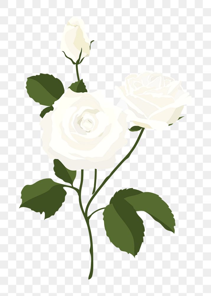 Realistic rose png sticker, white | Premium PNG - rawpixel
