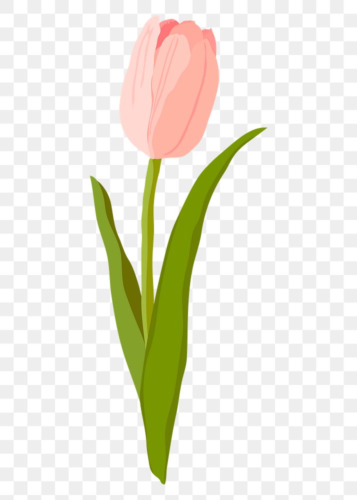 Pink tulip png sticker, realistic flower illustration on transparent background