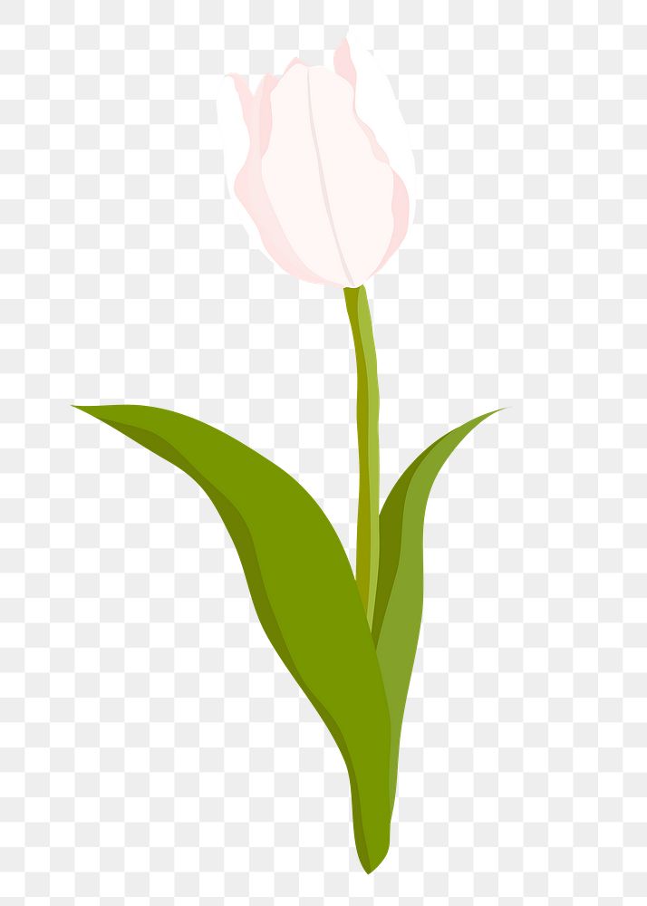 White tulip png sticker, realistic flower illustration on transparent background