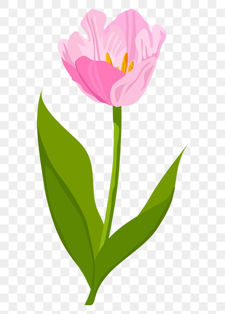 Blooming tulip png sticker, pink flower illustration on transparent background