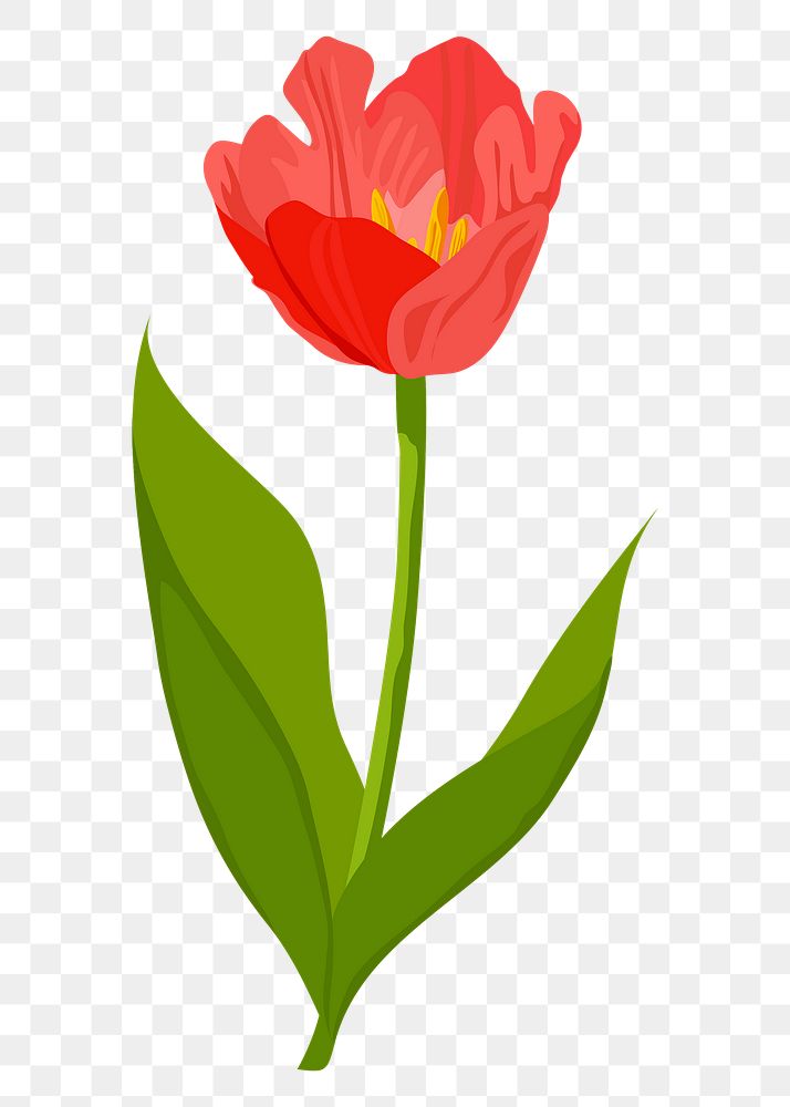 Blooming tulip png sticker, red flower illustration on transparent background