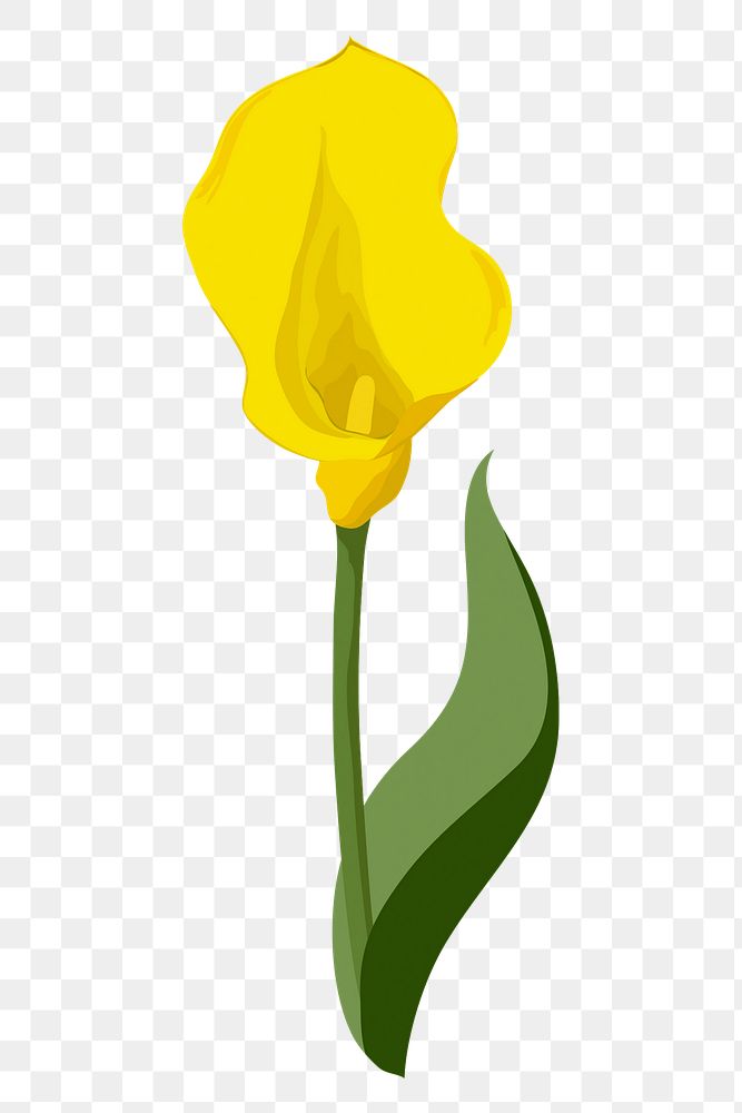Yellow calla lily png sticker, flower illustration on transparent background