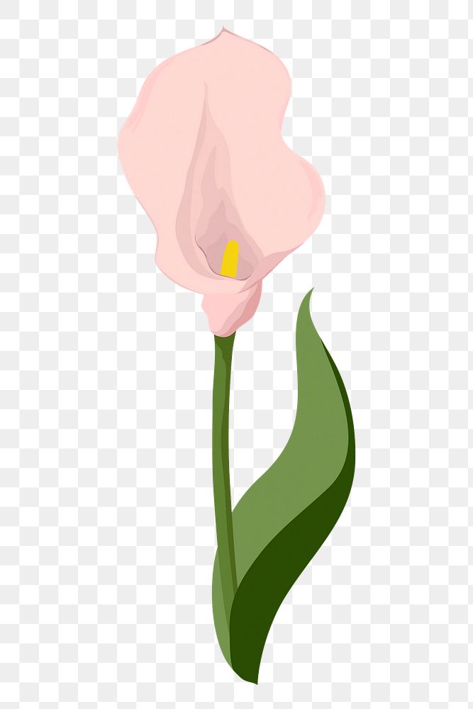 Pink calla lily png sticker, flower illustration on transparent background