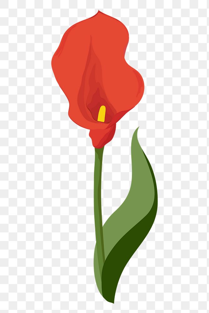 Red calla lily png sticker, flower illustration on transparent background