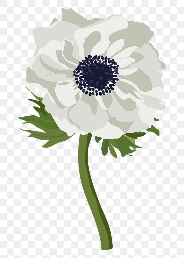 Anemone flower png sticker, white botanical illustration on transparent background