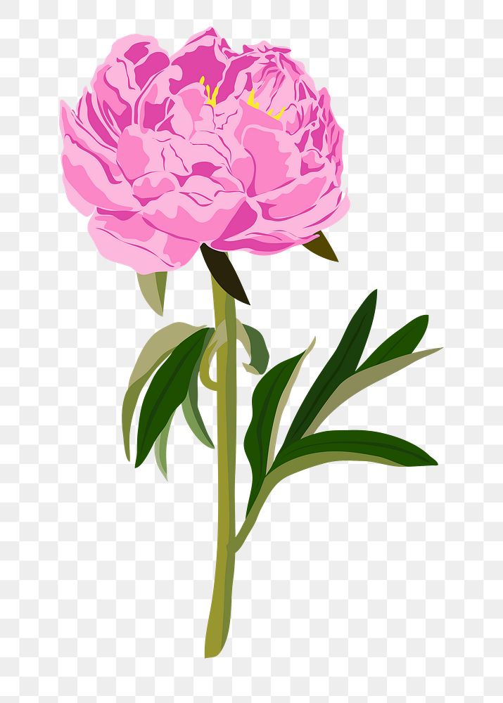 Colorful peony png flower clipart, pink botanical illustration on transparent background