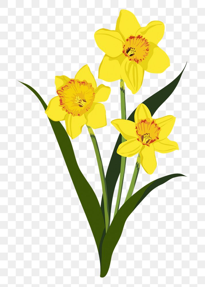 Yellow daffodil png sticker, realistic flower illustration on transparent background
