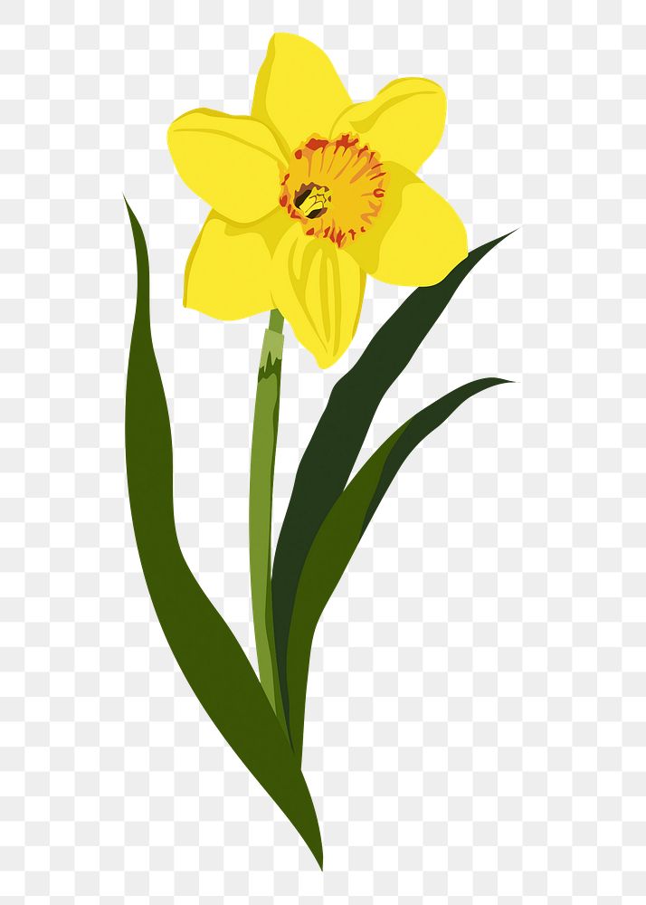 Yellow daffodil png sticker, realistic flower illustration on transparent background