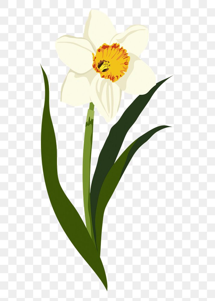Yellow daffodil sticker, realistic flower illustration on transparent background