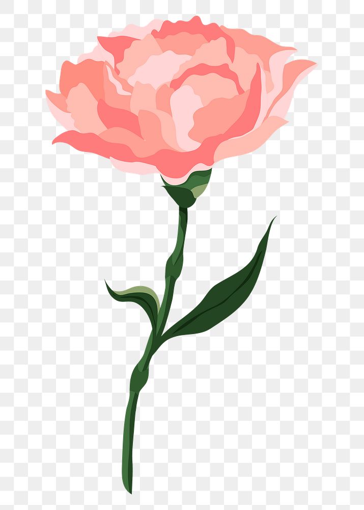 Pink carnation png sticker, aesthetic flower illustration on transparent background