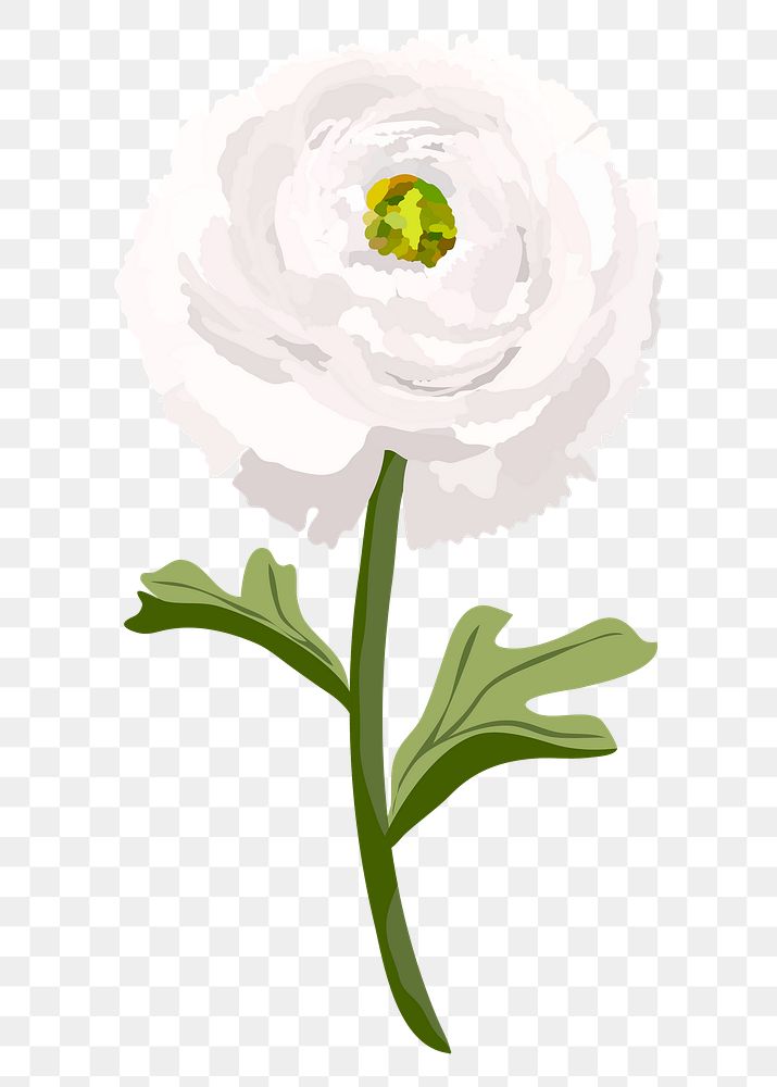 Ranunculus flower png sticker, white botanical illustration on transparent background