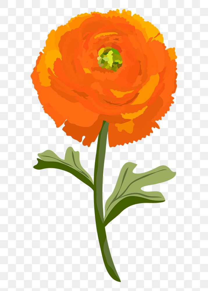 Ranunculus flower png sticker, orange botanical illustration on transparent background