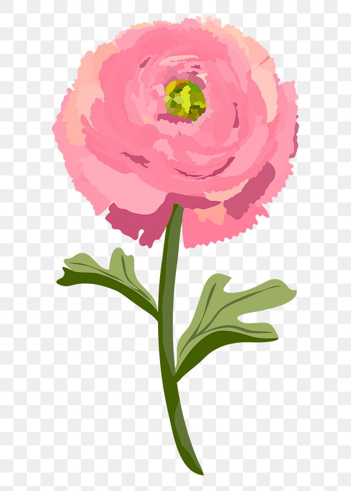 Ranunculus flower png sticker, pink botanical illustration on transparent background