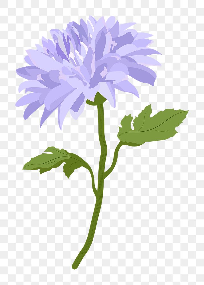 Purple flower png sticker, chrysanthemum botanical aesthetic