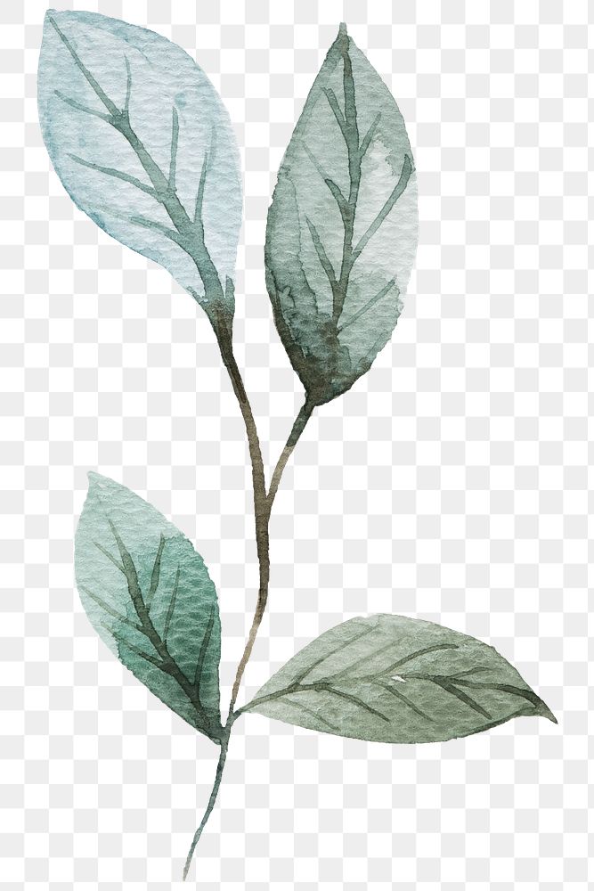 Green branch with leaves png | Free stock illustration | High Resolution graphic