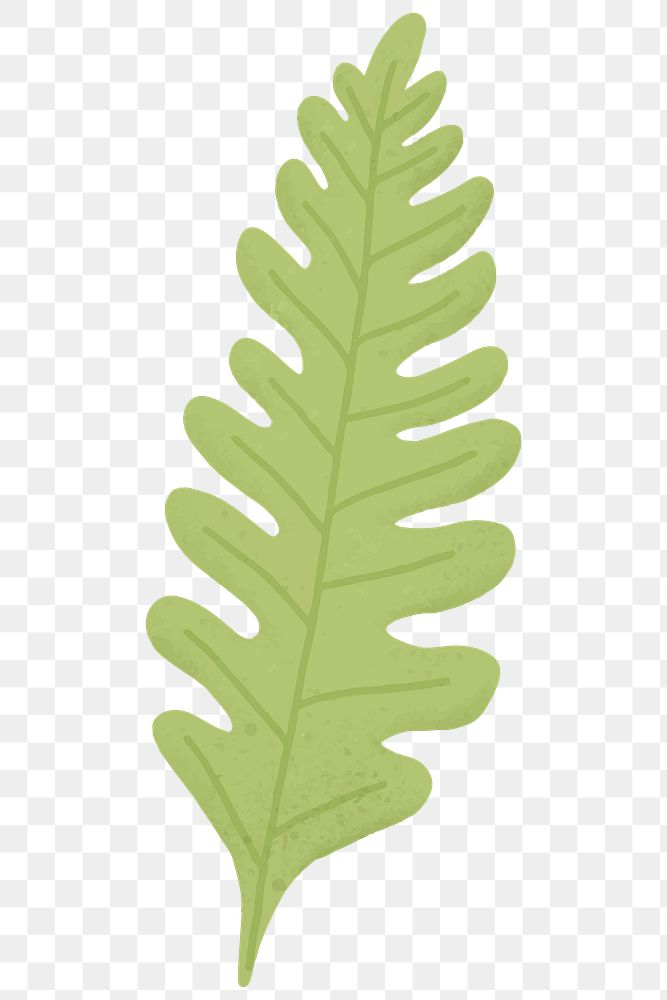 Green oak leaf design element | Free PNG Sticker - rawpixel