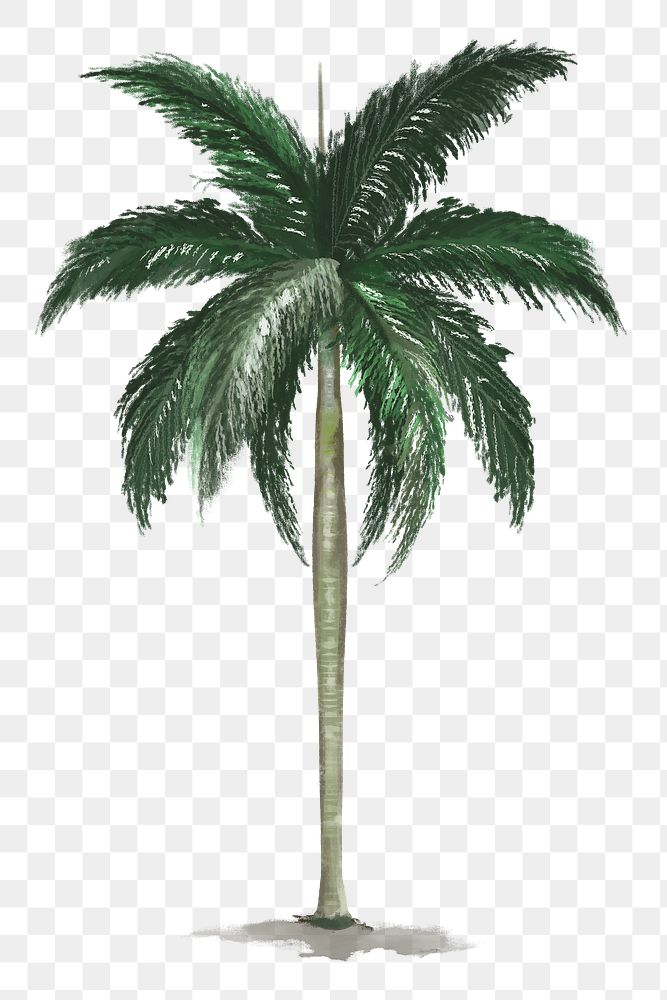 Png tree design element Palm tree