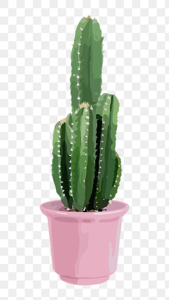 Cactus plant PNG clipart on transparent background
