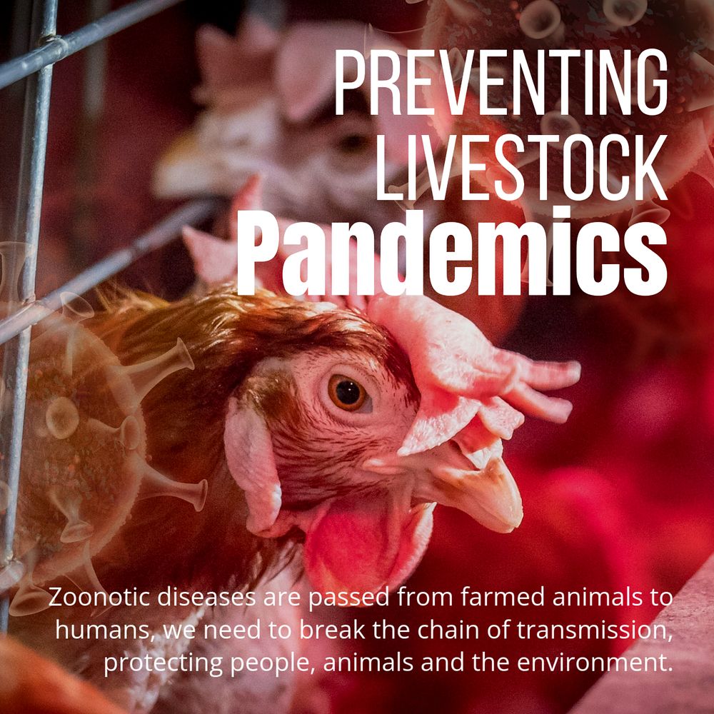 Bird flu Facebook post template, farming industry design