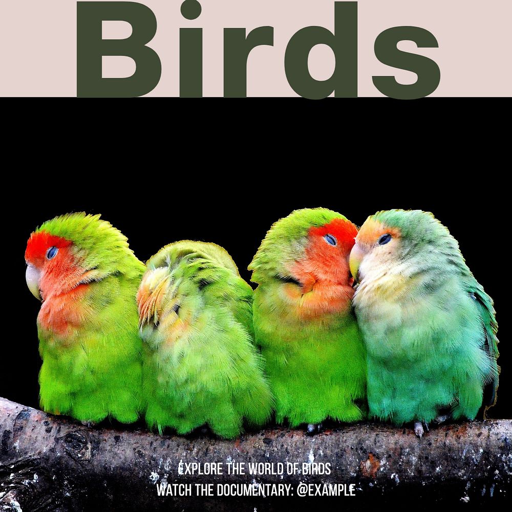 Bird documentary Facebook post template, editable social media ad