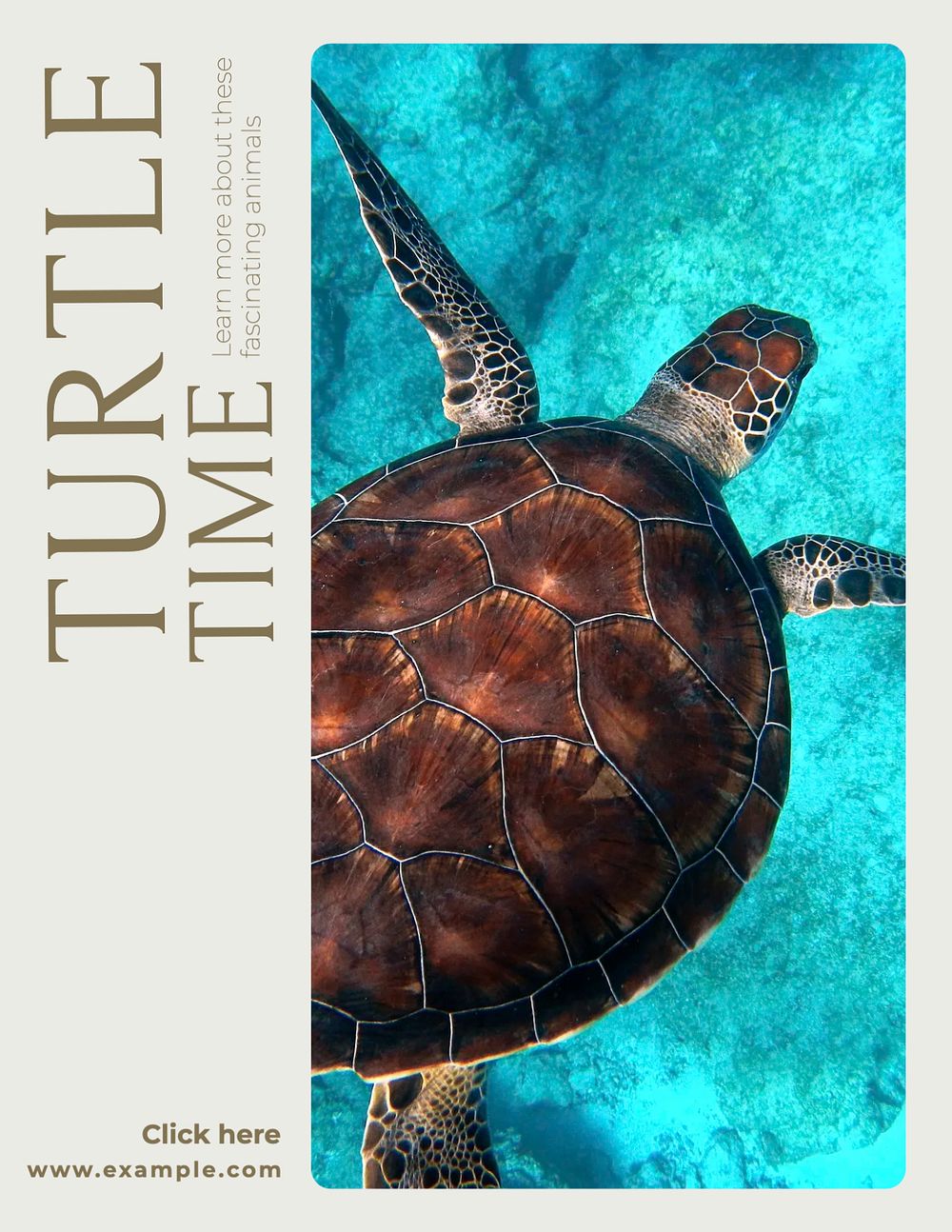 Turtles flyer template, editable text & design