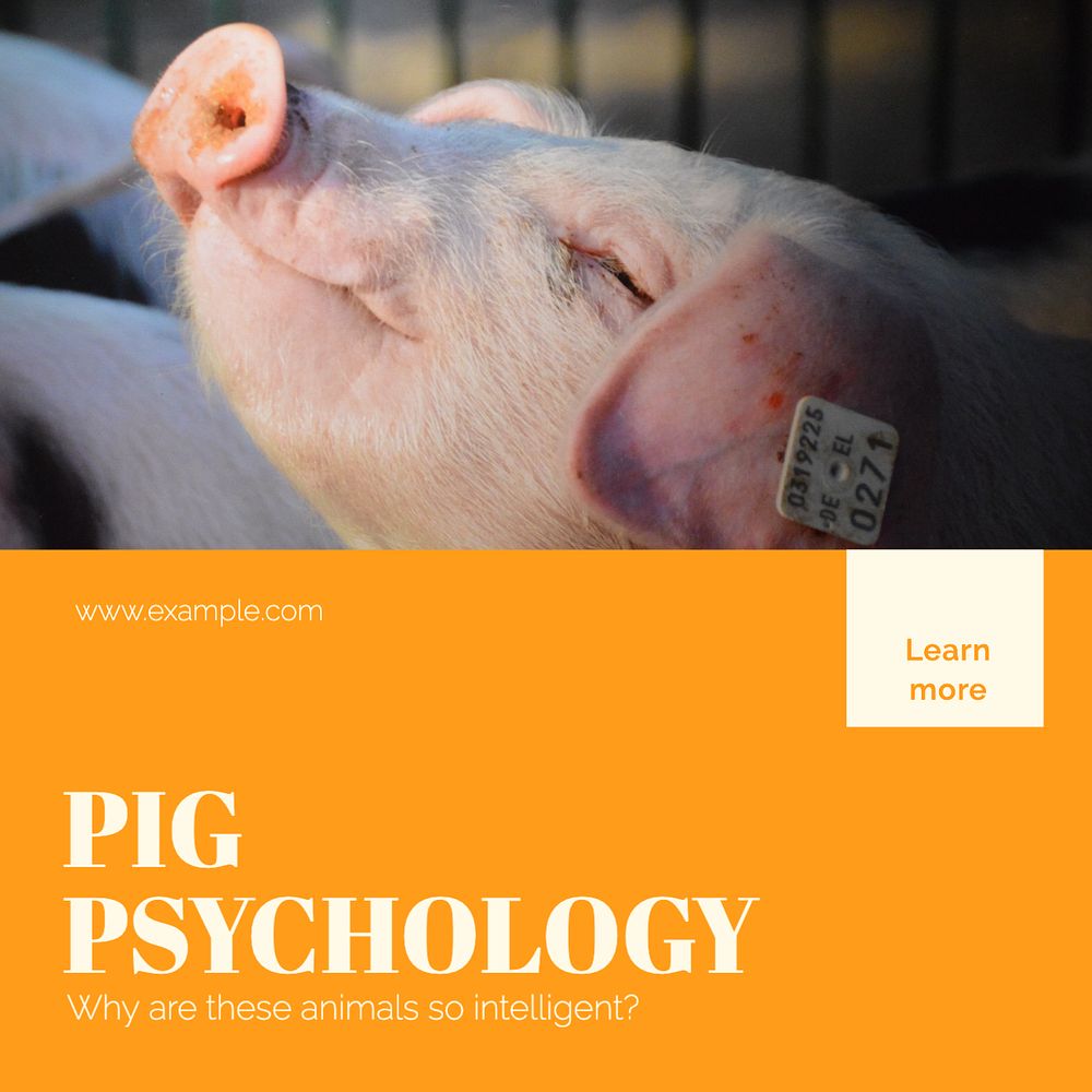 Pig psychology Instagram post template, editable design