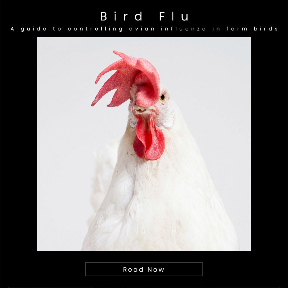 Bird flu Instagram post template, editable design