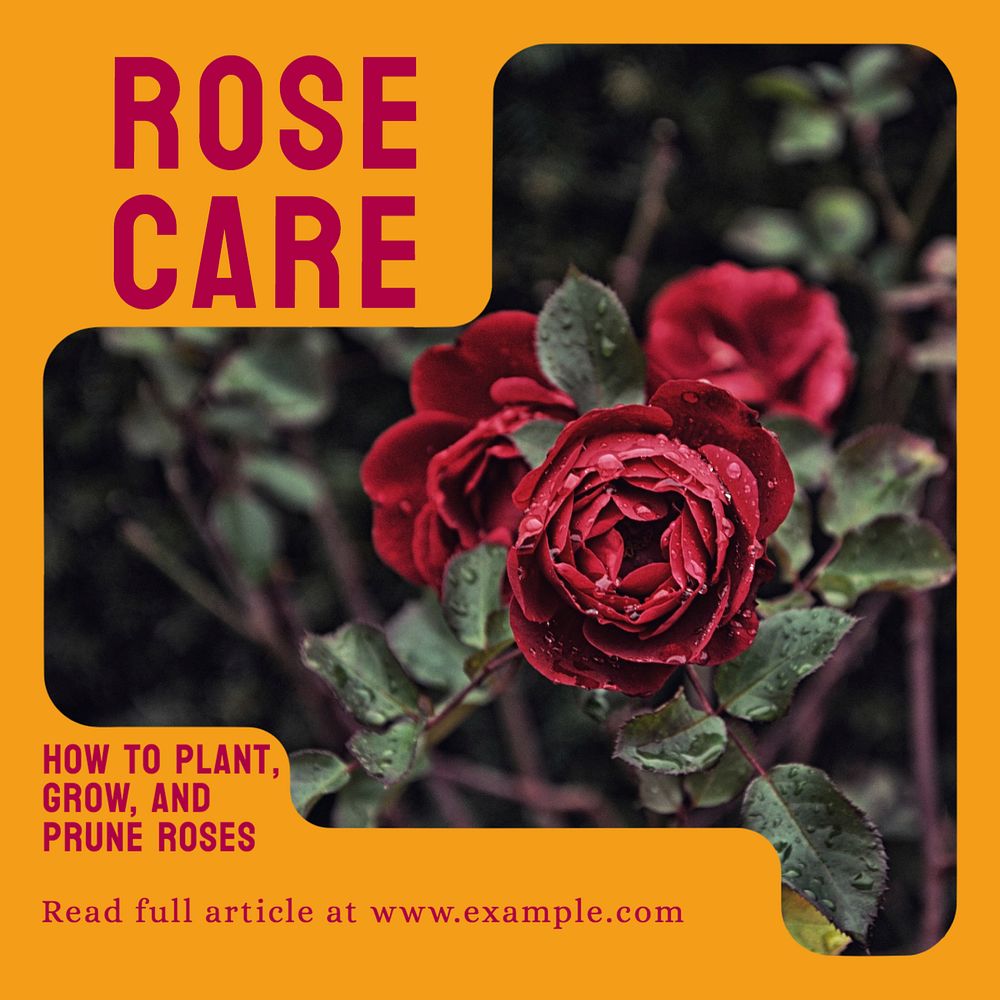 Rose care Instagram post template, editable text