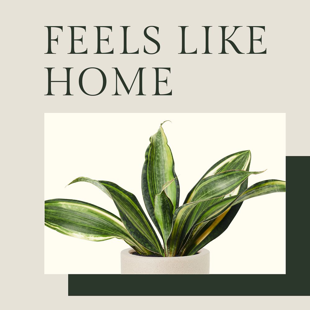 Positive quote instagram post template, houseplants design, editable text