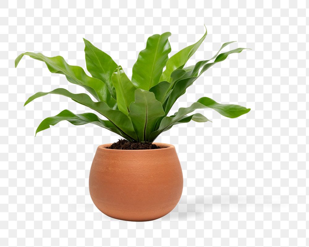 Bird nest fern png element